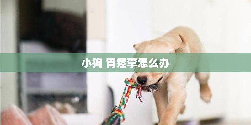 小狗 胃痉挛怎么办