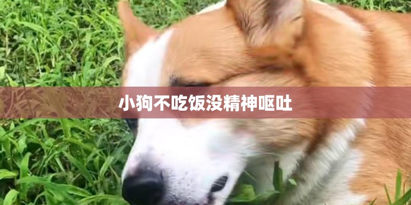 小狗不吃饭没精神呕吐 小狗不吃饭没精神呕吐