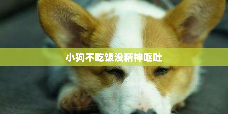 小狗不吃饭没精神呕吐 小狗不吃饭没精神呕吐