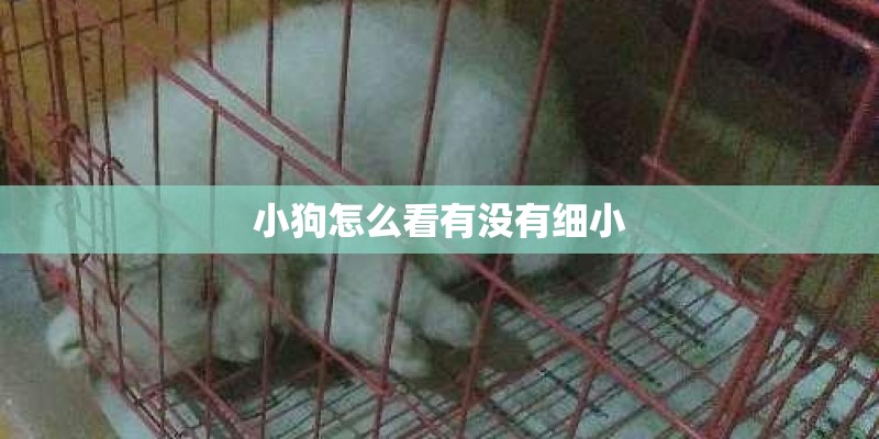 小狗怎么看有没有细小