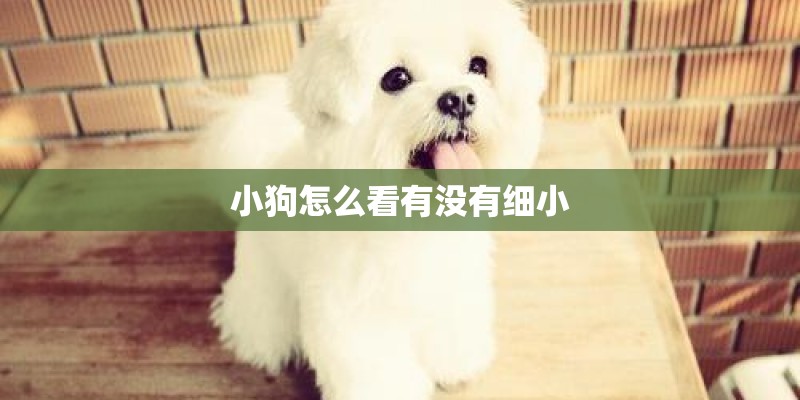 小狗怎么看有没有细小