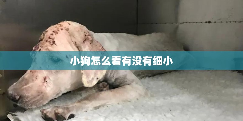 小狗怎么看有没有细小