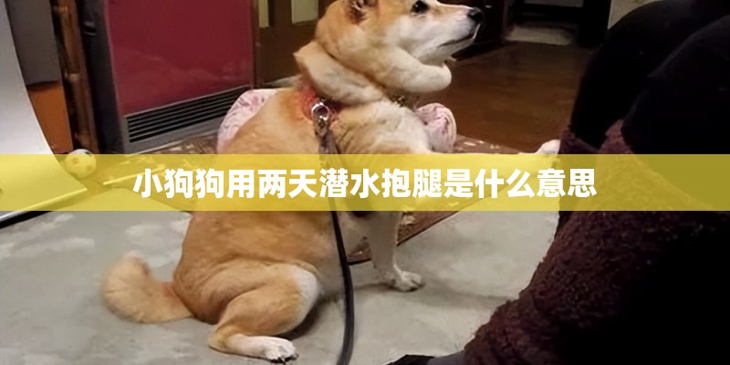 小狗狗用两天潜水抱腿是什么意思