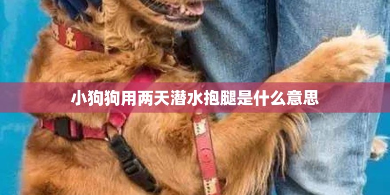 小狗狗用两天潜水抱腿是什么意思 小狗狗用两天潜水抱腿是什么意思