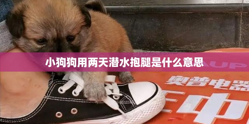 小狗狗用两天潜水抱腿是什么意思 小狗狗用两天潜水抱腿是什么意思