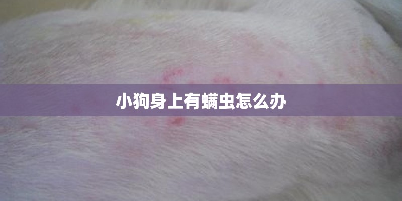 小狗身上有螨虫怎么办