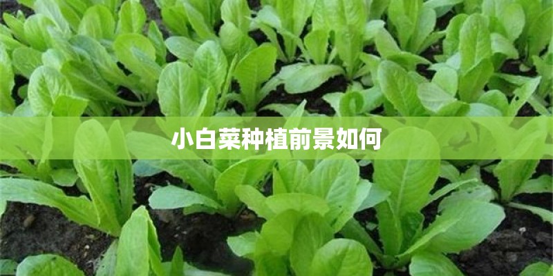 小白菜种植前景如何