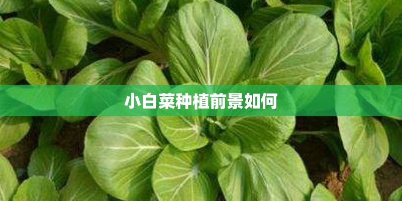 小白菜种植前景如何