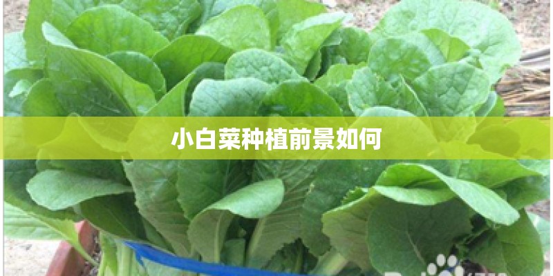 小白菜种植前景如何