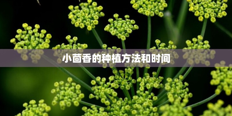 小茴香的种植方法和时间