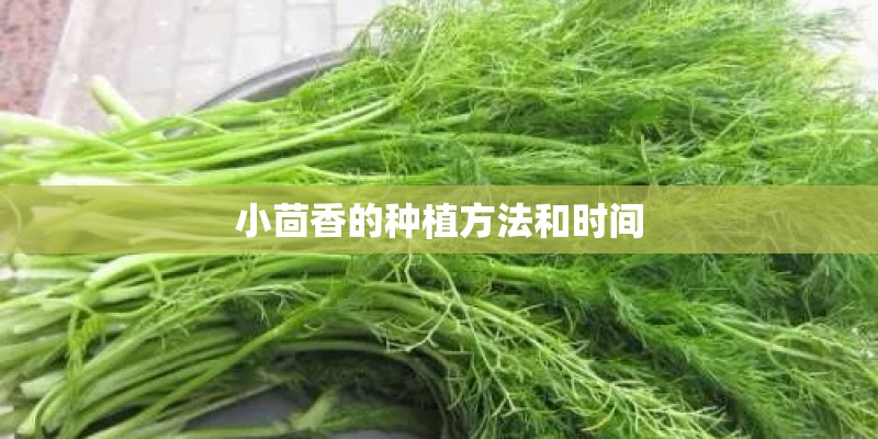 小茴香的种植方法和时间