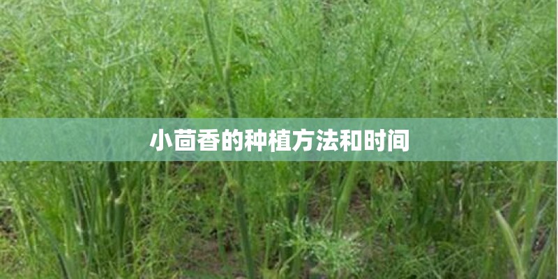 小茴香的种植方法和时间