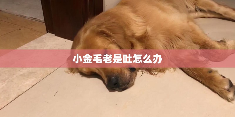 小金毛老是吐怎么办