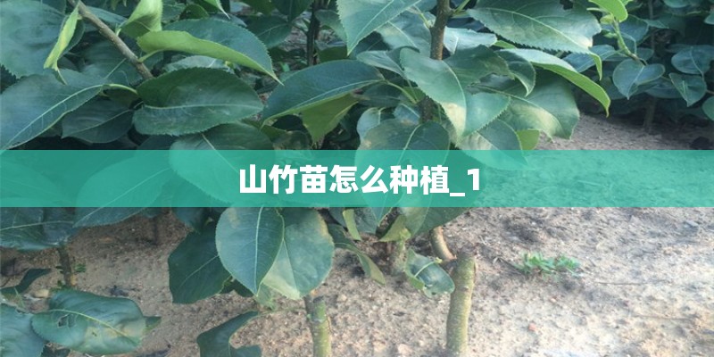 山竹苗怎么种植_1