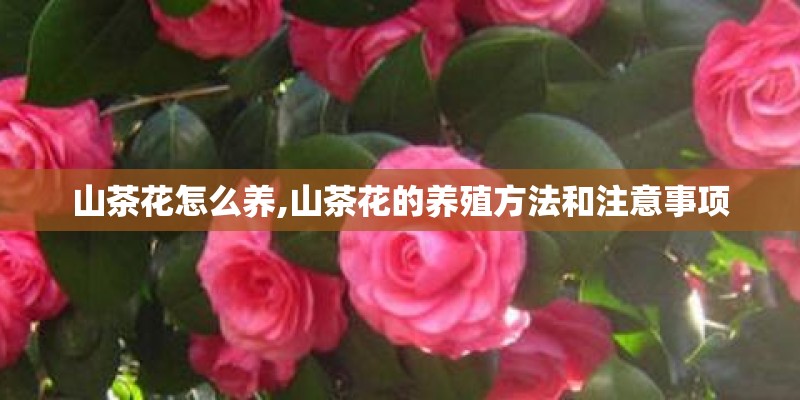 山茶花怎么养,山茶花的养殖方法和注意事项
