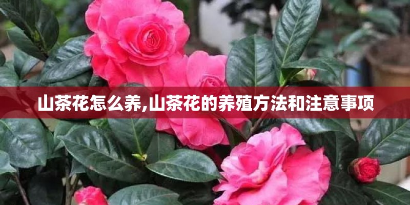 山茶花怎么养,山茶花的养殖方法和注意事项