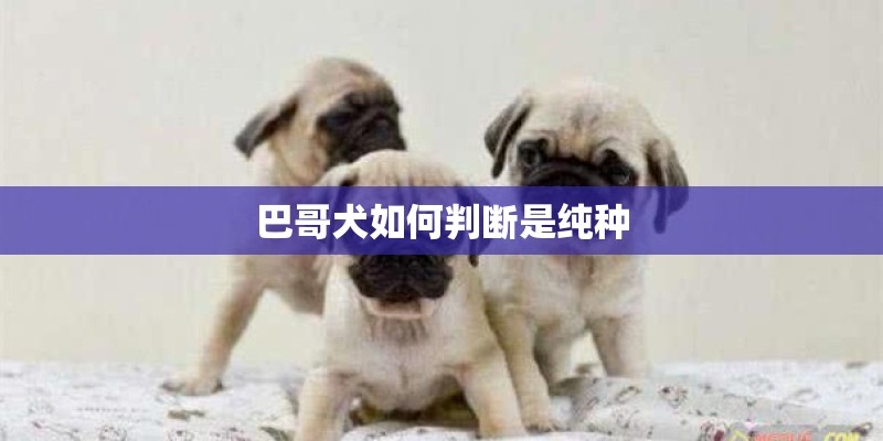 巴哥犬如何判断是纯种