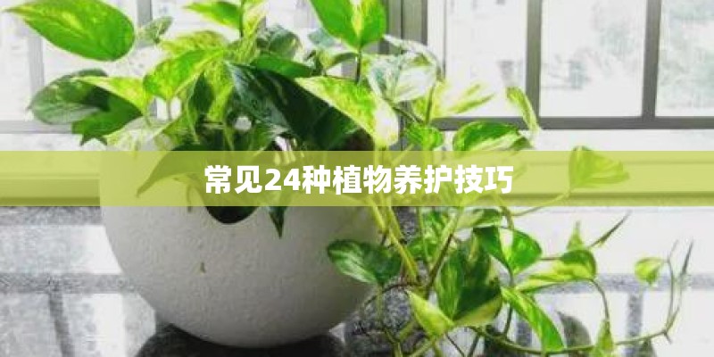 常见24种植物养护技巧 常见24种植物养护技巧