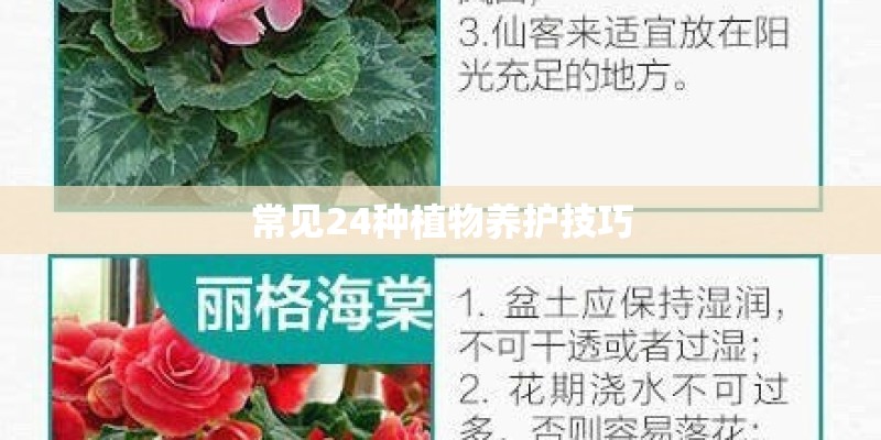 常见24种植物养护技巧 常见24种植物养护技巧