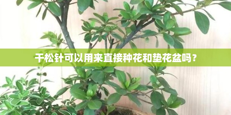 干松针可以用来直接种花和垫花盆吗？