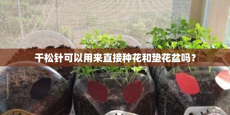 干松针可以用来直接种花和垫花盆吗？