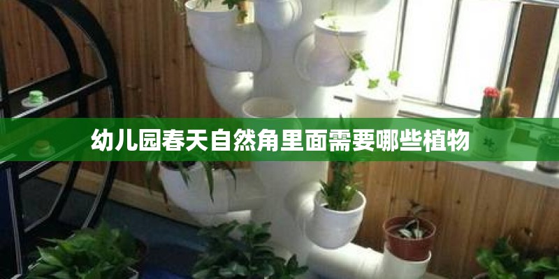幼儿园春天自然角里面需要哪些植物