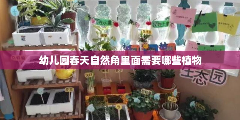 幼儿园春天自然角里面需要哪些植物