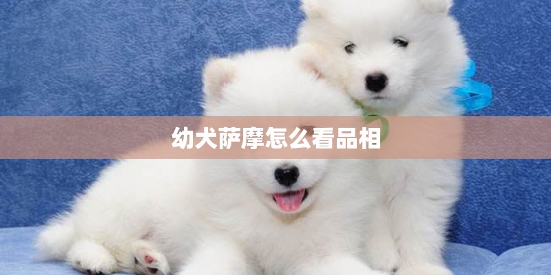 幼犬萨摩怎么看品相