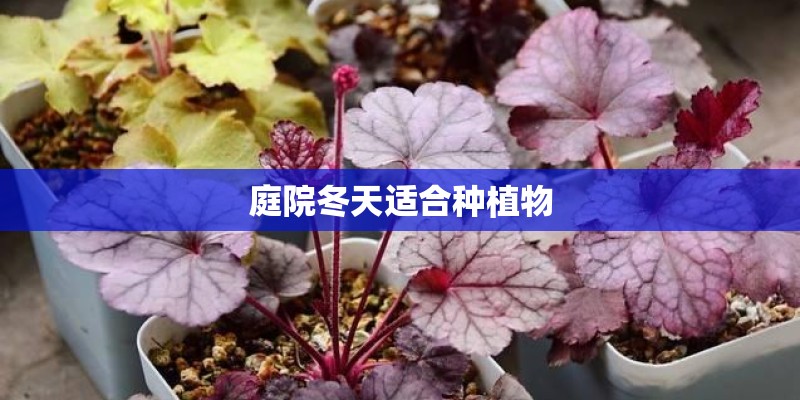 庭院冬天适合种植物