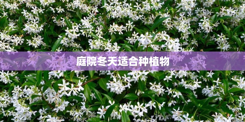 庭院冬天适合种植物