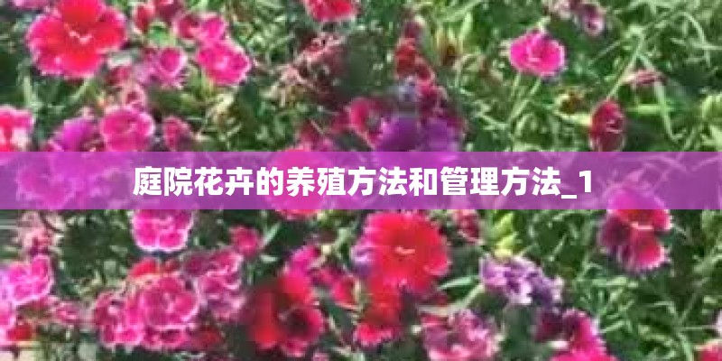 庭院花卉的养殖方法和管理方法_1