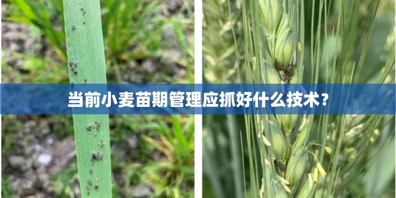 当前小麦苗期管理应抓好什么技术？