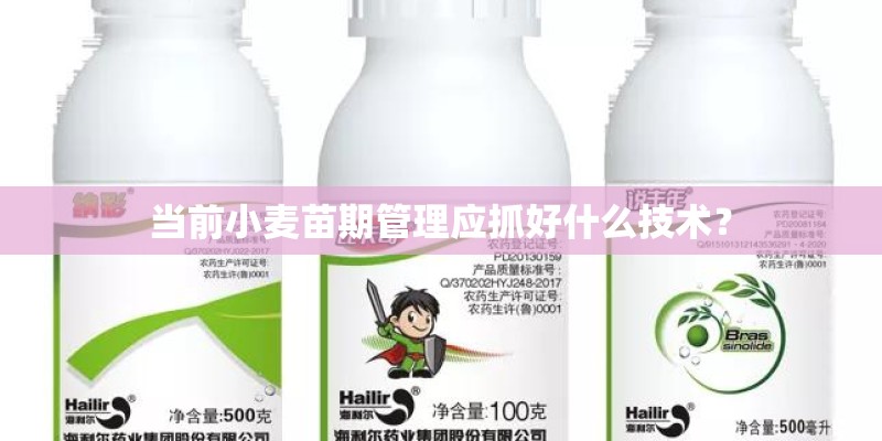 当前小麦苗期管理应抓好什么技术? 当前小麦苗期管理应抓好什么技术?