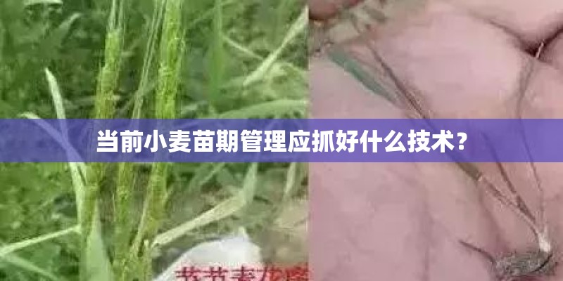 当前小麦苗期管理应抓好什么技术? 当前小麦苗期管理应抓好什么技术?