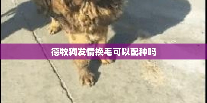 德牧狗发情换毛可以配种吗