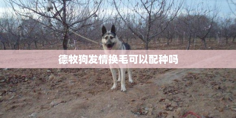 德牧狗发情换毛可以配种吗 德牧狗发情换毛可以配种吗