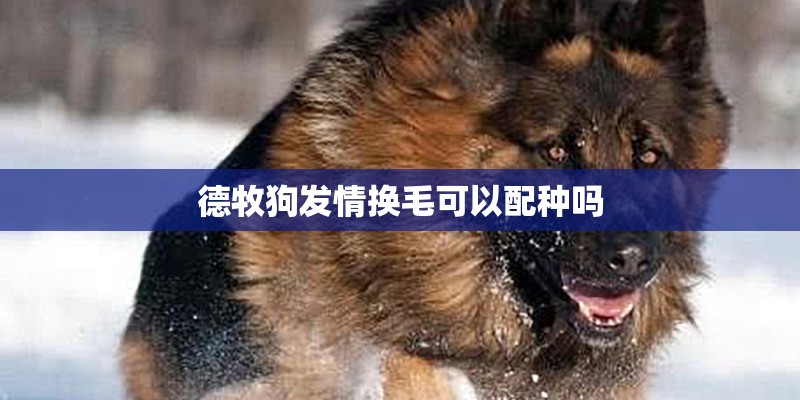 德牧狗发情换毛可以配种吗 德牧狗发情换毛可以配种吗