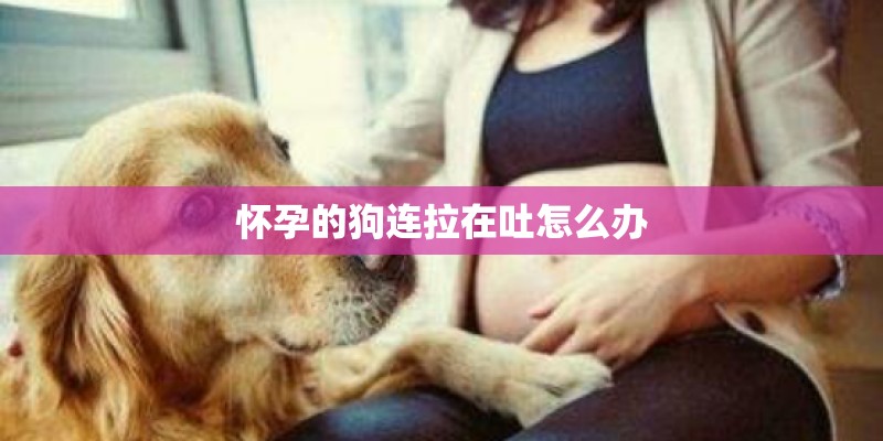 怀孕的狗连拉在吐怎么办