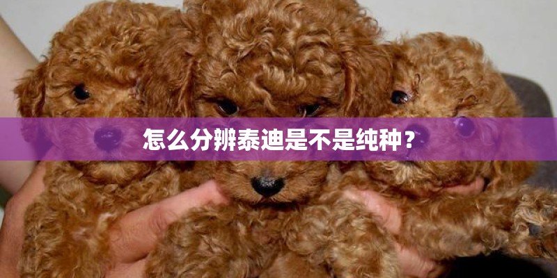 怎么分辨泰迪是不是纯种？