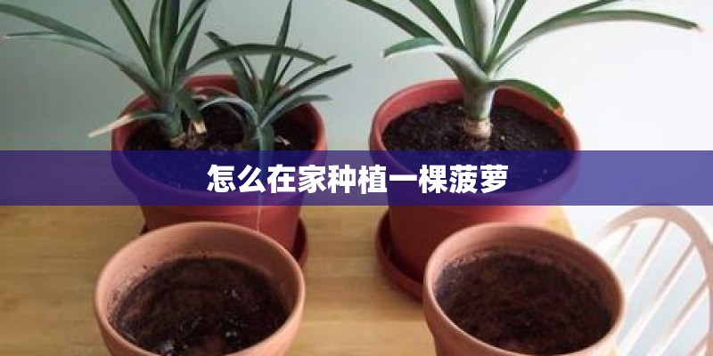 怎么在家种植一棵菠萝
