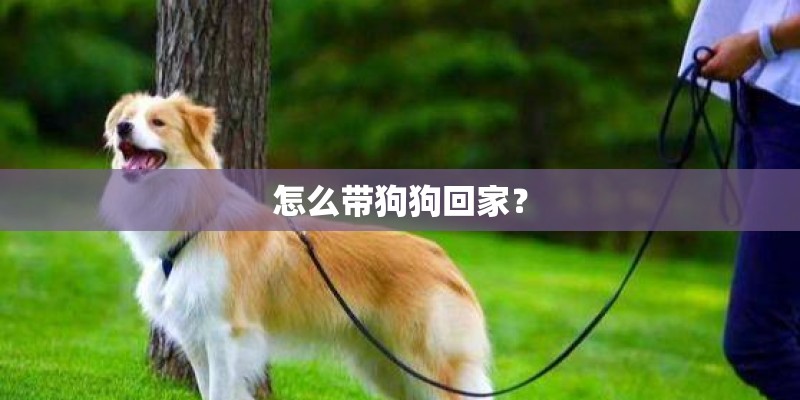 怎么带狗狗回家？