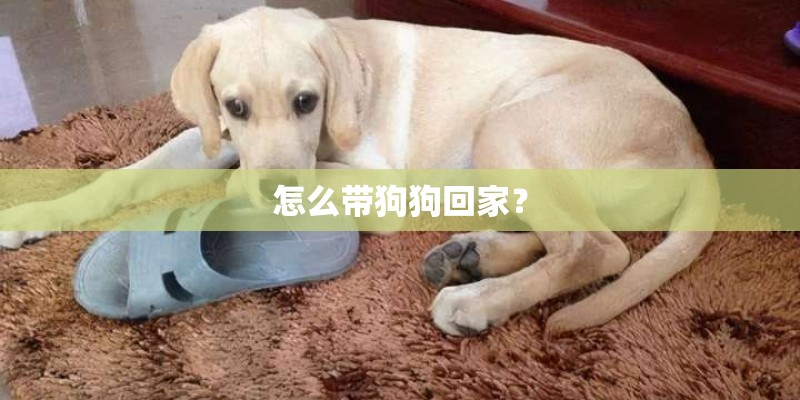 怎么带狗狗回家？