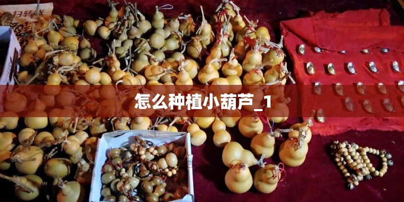 怎么种植小葫芦_1