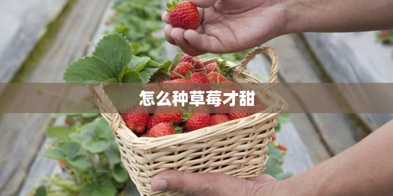怎么种草莓才甜