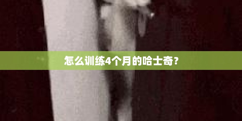 怎么训练4个月的哈士奇？