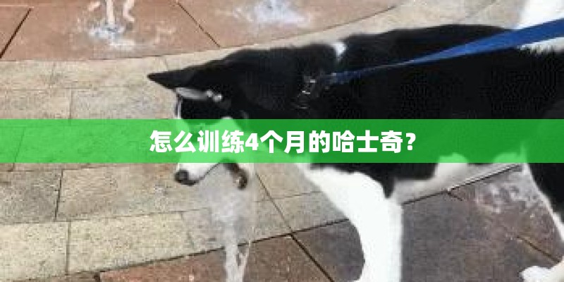 怎么训练4个月的哈士奇？