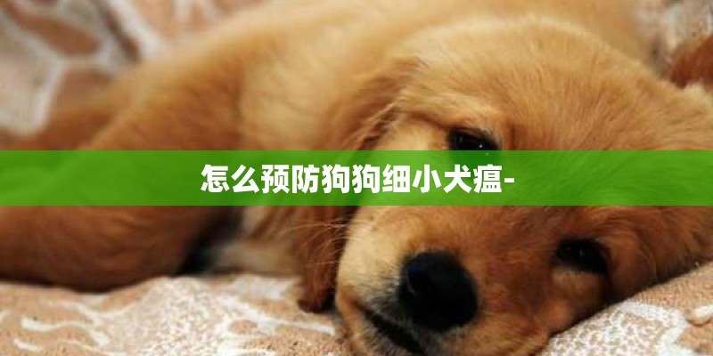 怎么预防狗狗细小犬瘟-