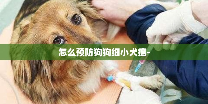 怎么预防狗狗细小犬瘟-