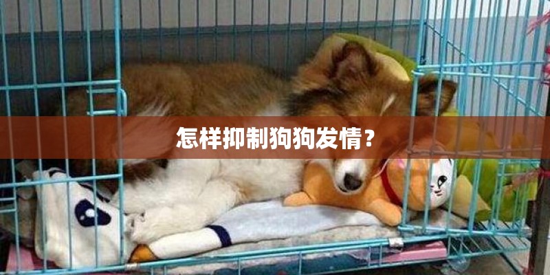怎样抑制狗狗发情？