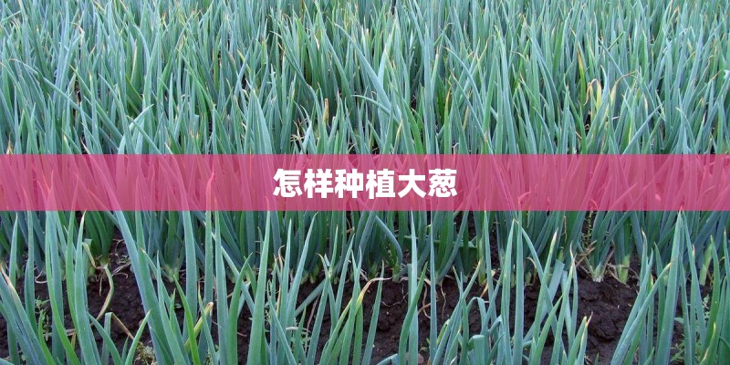 怎样种植大葱